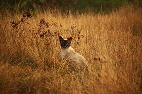 siamese cat hiding in the grass