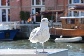 astounding Seagull