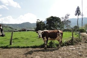 Cow on soil road at farm