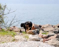 mongrel dog on beach