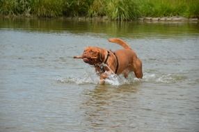 brown dog with a stick in his mouth in the lake