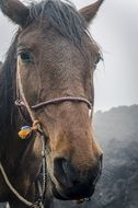 Horse Long Face portrait