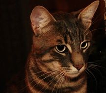 brown tabby cat close up