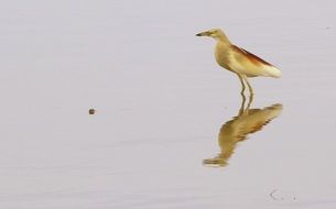 tropical bird standing on the water