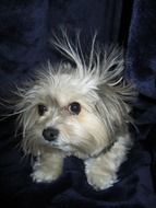 head of a fluffy dog on a black background