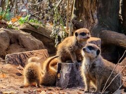 meerkat family in the reserve