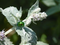 Insect Beetle Bugs
