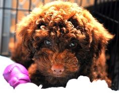 curly labdradoodle Puppy