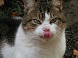 domestic cat licks nose