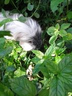 fascinating Guinea Pig