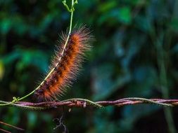 Macro photo of Hairy Beast Caterpillar insect