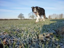 collie on frozen grass