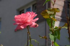 wonderful Rose Pink