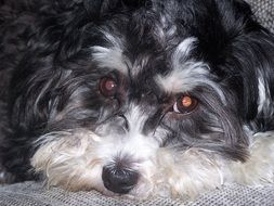 Schnoodle Dog