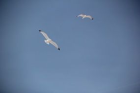 Two white seagulls fly in the blue sky