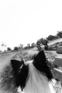 black and white photo of a puppy looking into the distance