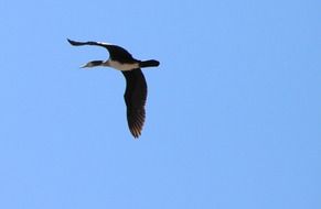 Blue Duck Flight