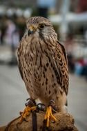 fluffy spotted falcon
