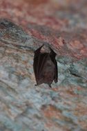 Bat is sleeping
