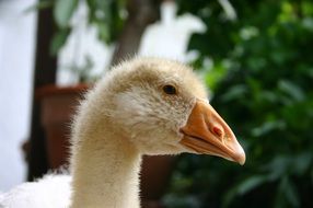 head of a young goose on a background of green trees