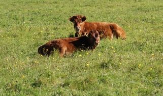 charmingly cute Cows Animals