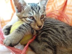 young cute cat with ball