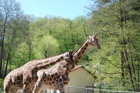 Two giraffes in Africa