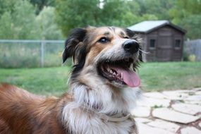 australian shepherd near the house