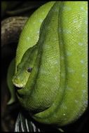 green snake on a tree close-up