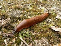 slug on the stone