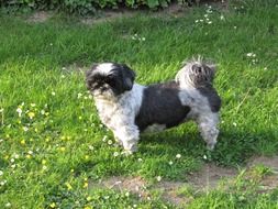 black and white shih tzu on green grass