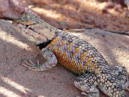 Desert Iguana on stone close up