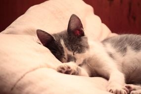 domestic cat sleeping on the pillow