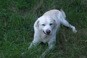 Labrador White Dog