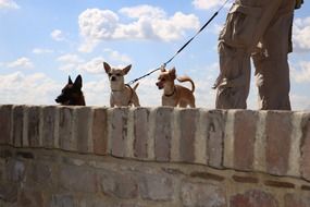 German shepherd and two chihuahuas walk along the promenade