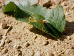 Bug on a ground