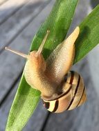 beige striped snail on a green leaf