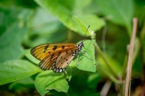 brown Butterfly on green leaf macro