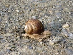 Slowly Snail on a rocky ground