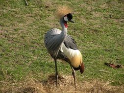 crested bird in the wild