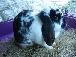 Bunny Rabbit