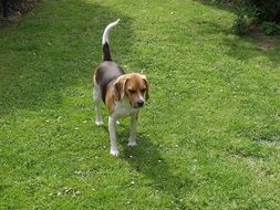 Beagle dog stands on green lawn