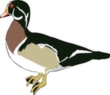 duck on a white background