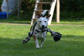 a white terrier carries a rope in his mouth