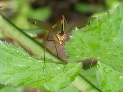 Detailed photo of Mosquito sitting on a wet leaf