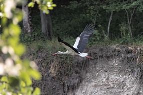 stork in flight over a ravine