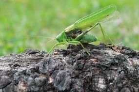 green grasshopper on the dead tree bark