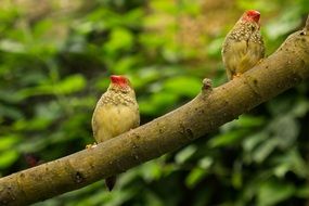 birds in the butterfly park
