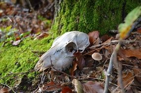 closeup picture of Animal Skull on moss in forest