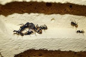 ants eat ant queen